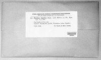 Fistulina hepatica image